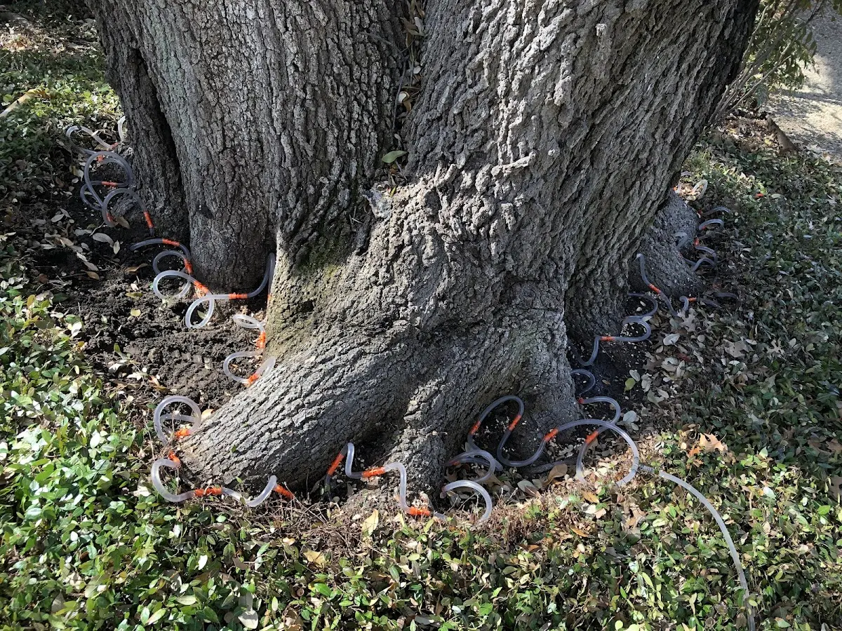 Detailed Tree Cabling and Bracing job site in Woodstown