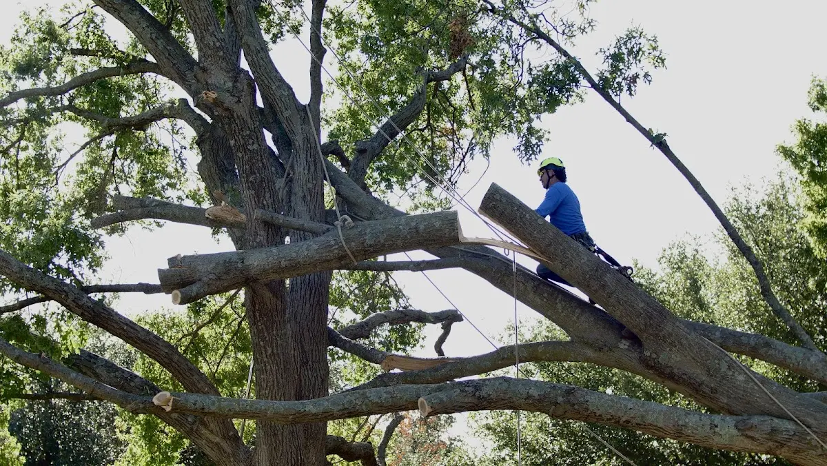 Professional Crown Thinning performed by certified arborists in Woodstown